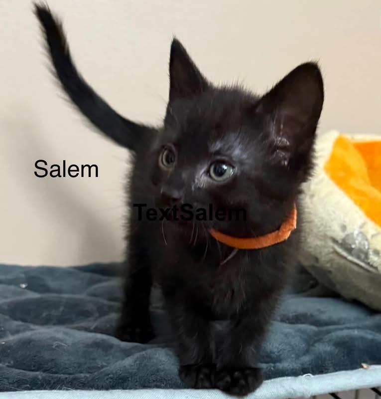 Enlarge Salem, a Adoptable American Shorthair in Turnersville, NJ image 4/4
