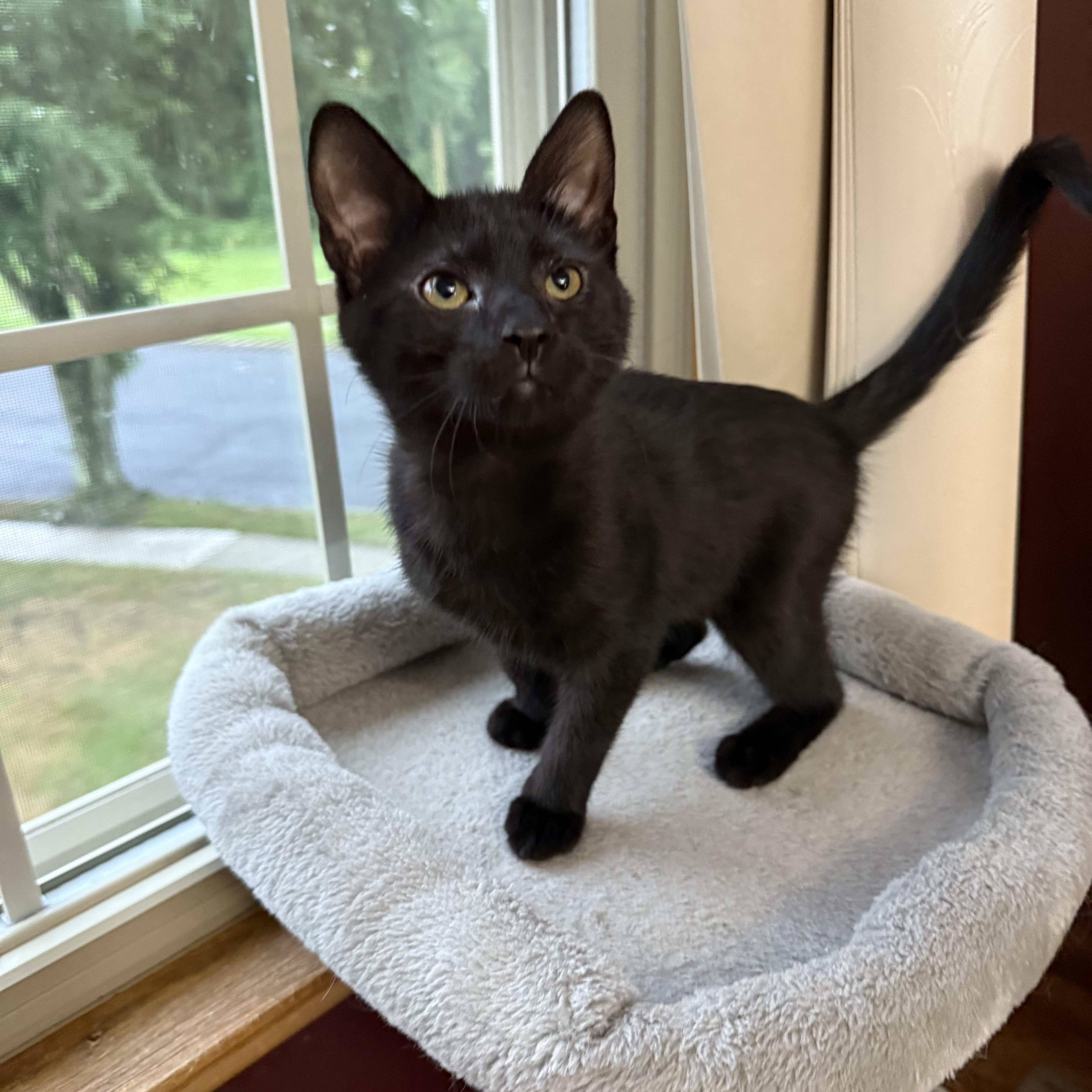 Enlarge Salem, a Adoptable American Shorthair in Turnersville, NJ image 1/4