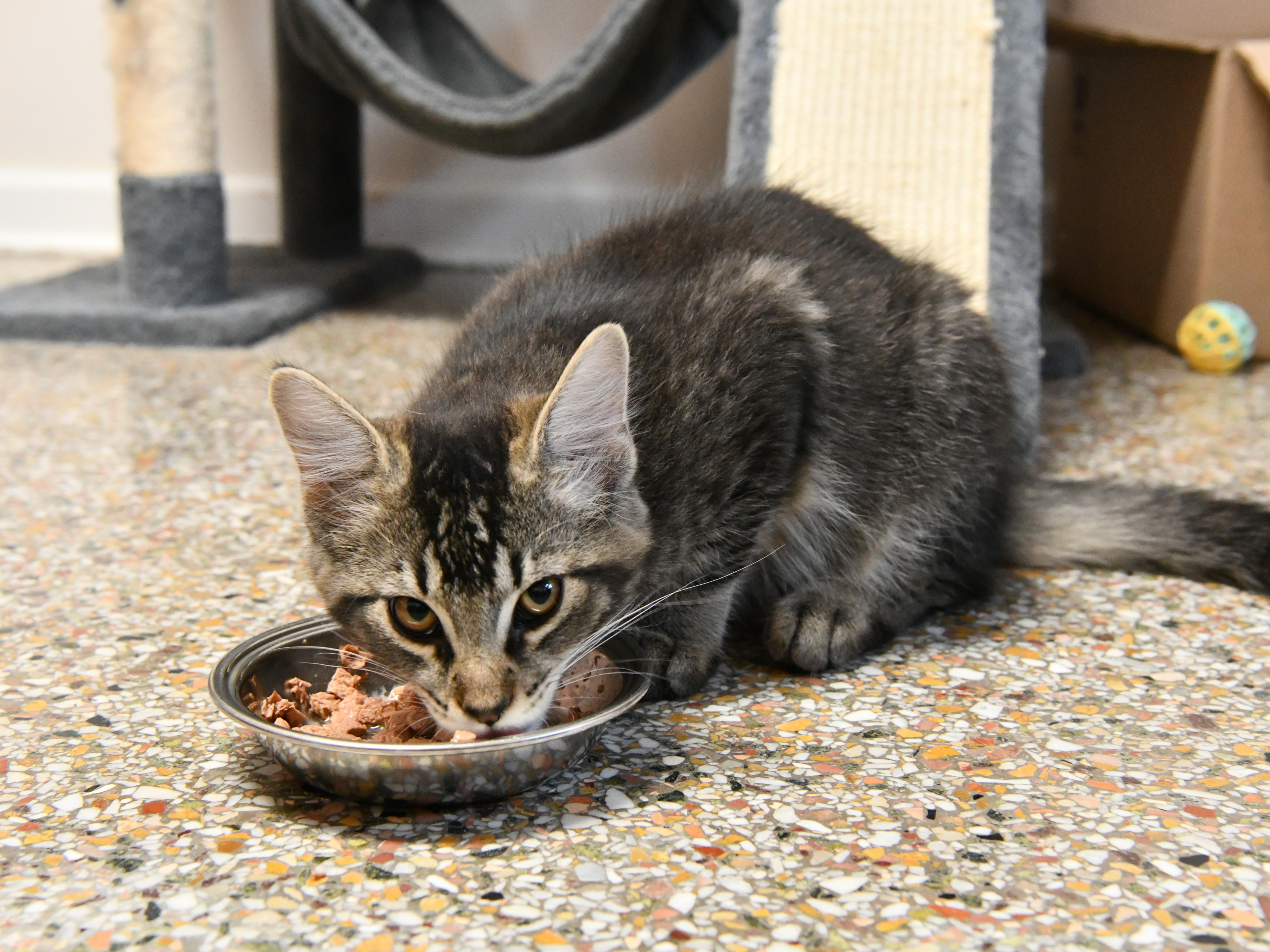 Enlarge Toffee, a Adopted Domestic Medium Hair in Fairhope, AL image 1/1