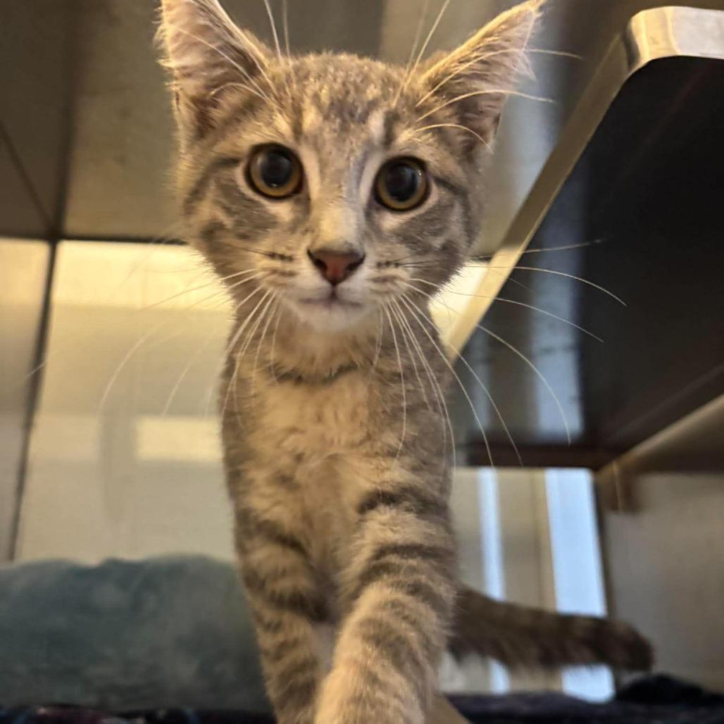Enlarge Boston, a Adoptable Domestic Short Hair in Glenwood, MN image 1/1