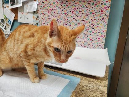 Honey, Adoptable, Young Female Domestic Short Hair & Domestic Short Hair.