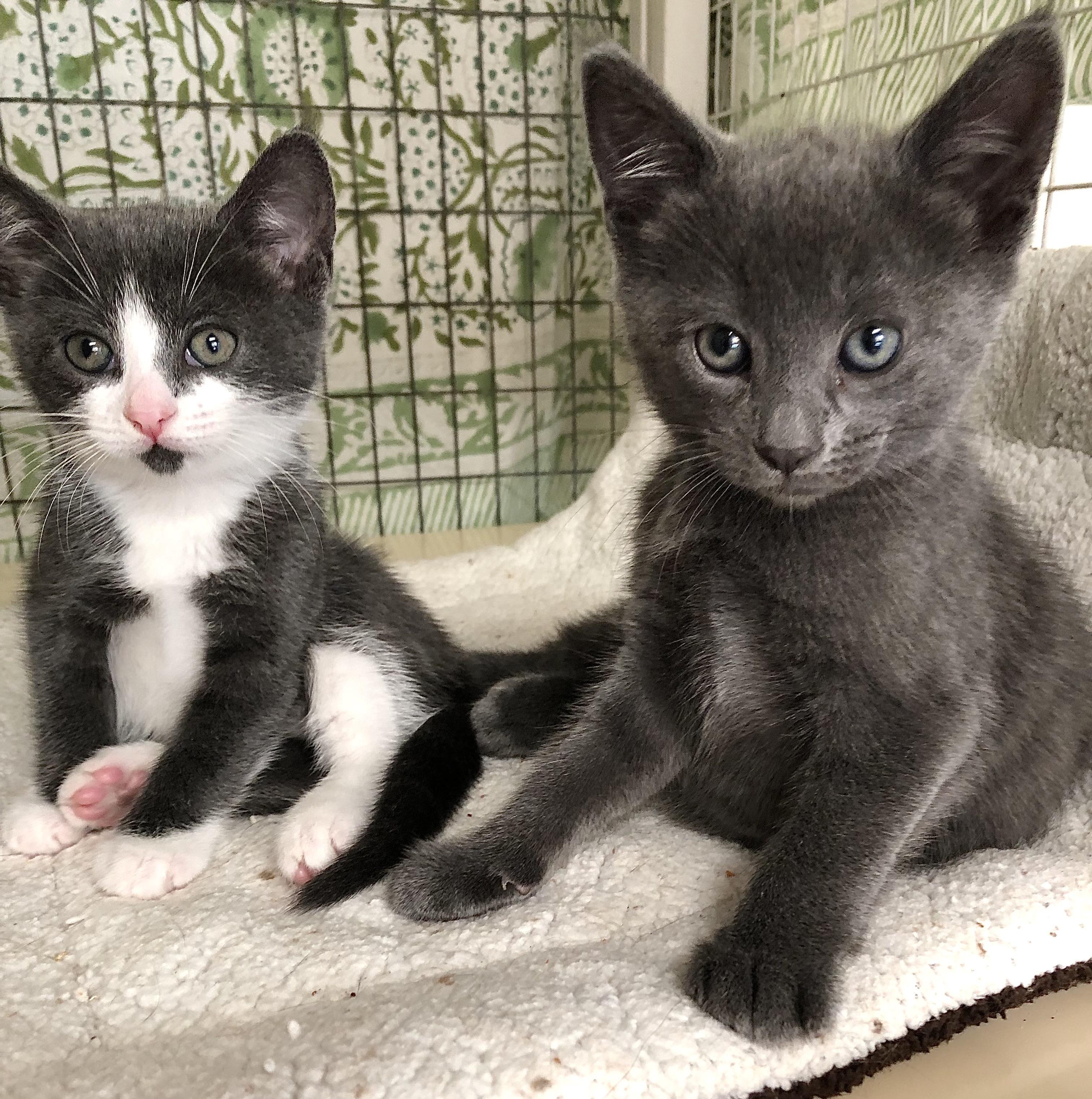 Charlie, Stardust & Dipper, a ADOPTABLE mixed breed in Ventura, CA image 1/5