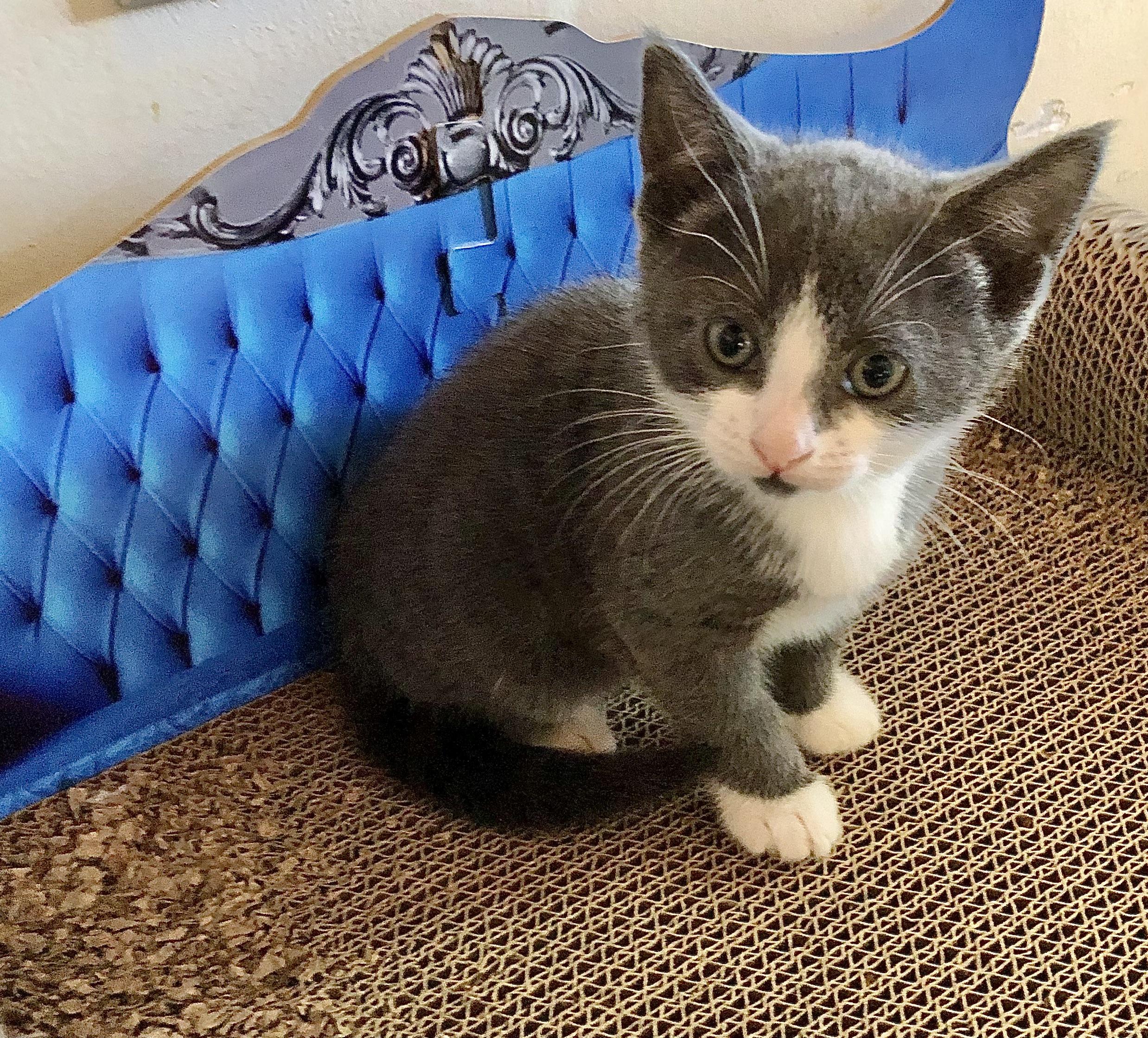 Charlie, Stardust & Dipper, a ADOPTABLE mixed breed in Ventura, CA image 5/5