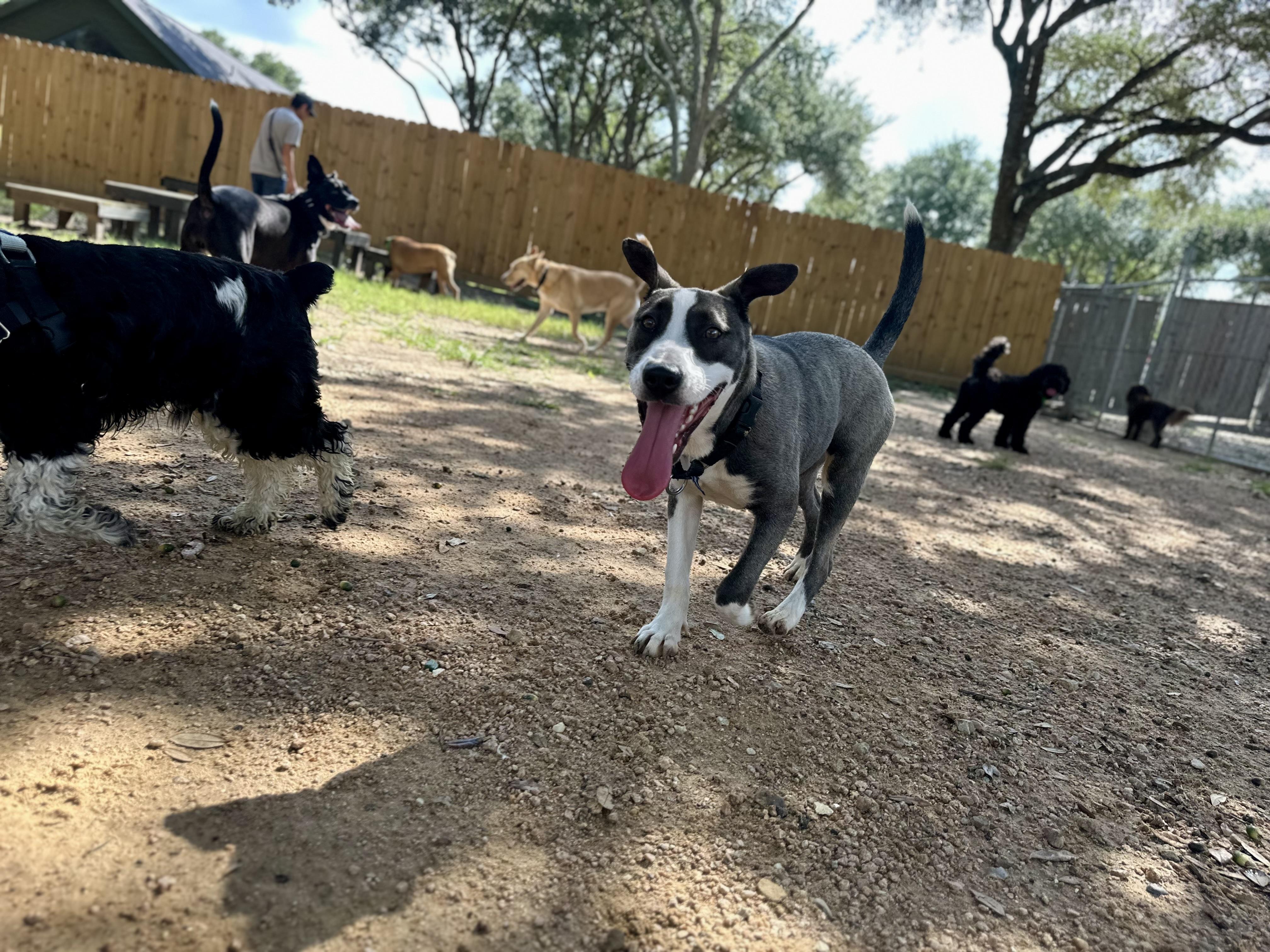 Phoenix, a Adoptable mixed breed in Spring, TX image 4/5