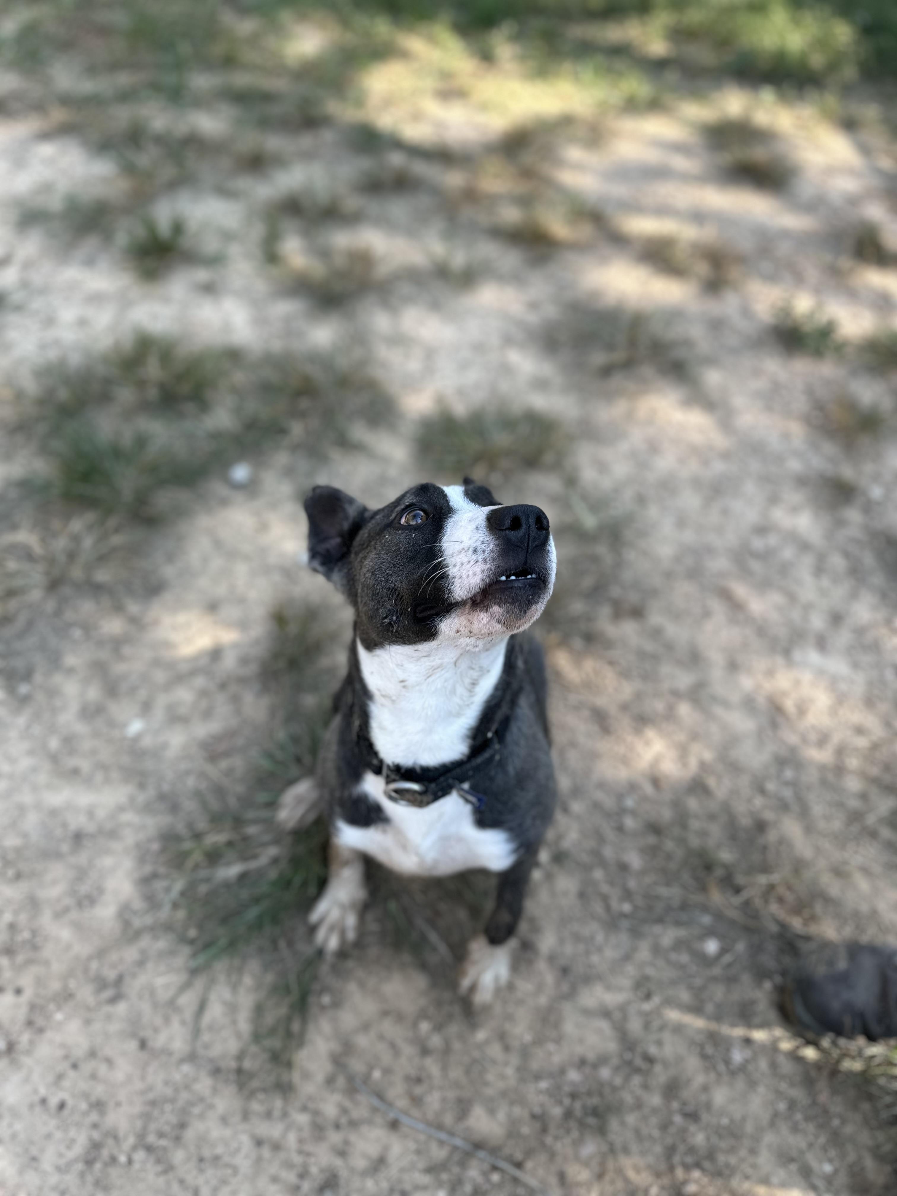 Phoenix, a Adoptable mixed breed in Spring, TX image 2/5