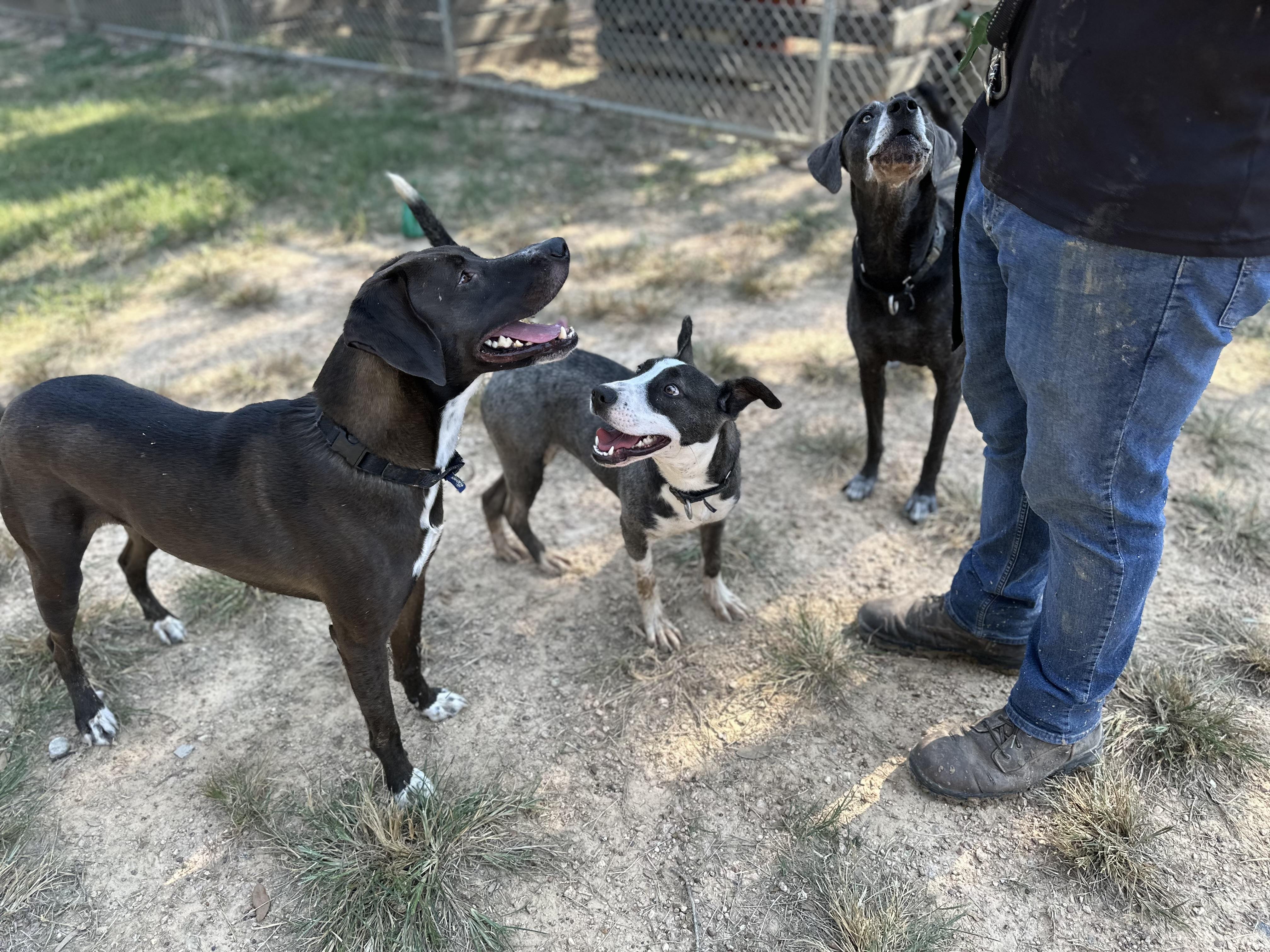 Phoenix, a Adoptable mixed breed in Spring, TX image 3/5