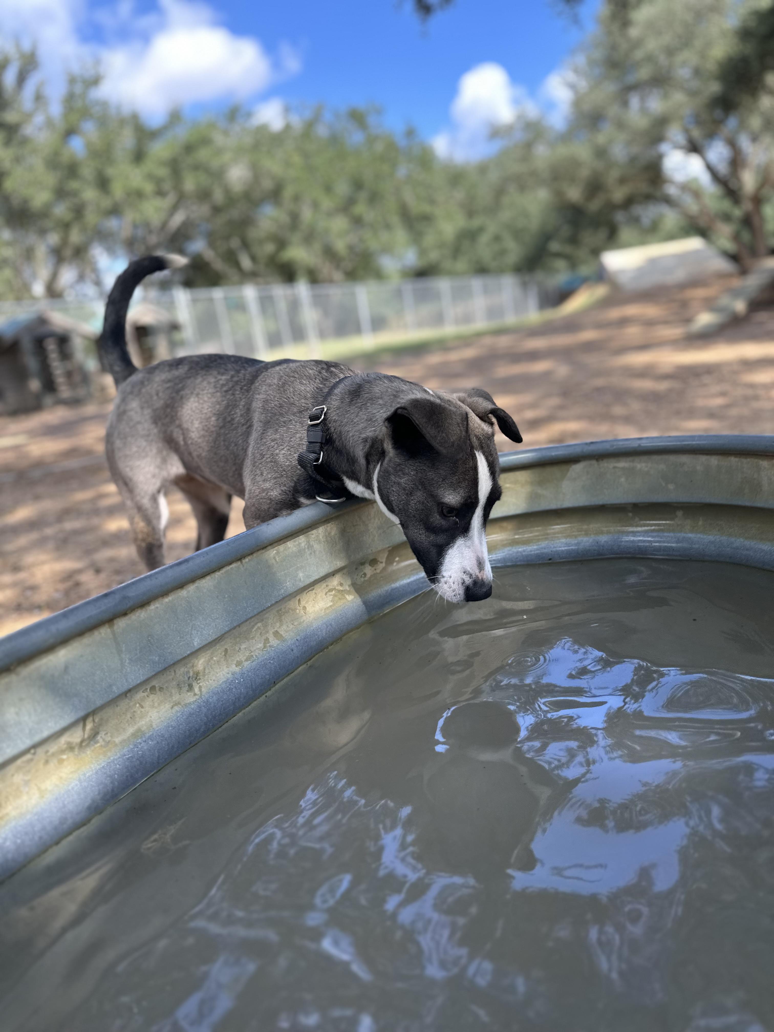 Phoenix, a Adoptable mixed breed in Spring, TX image 5/5