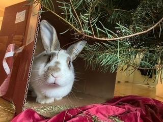 Minerva, Adoptable, Adult Female Dutch.