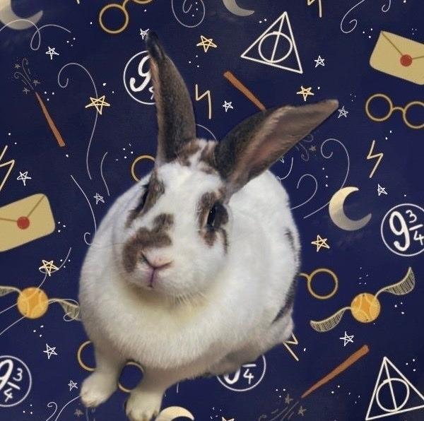 Enlarge Minerva, a Adoptable Dutch in Folsom, CA image 2/2