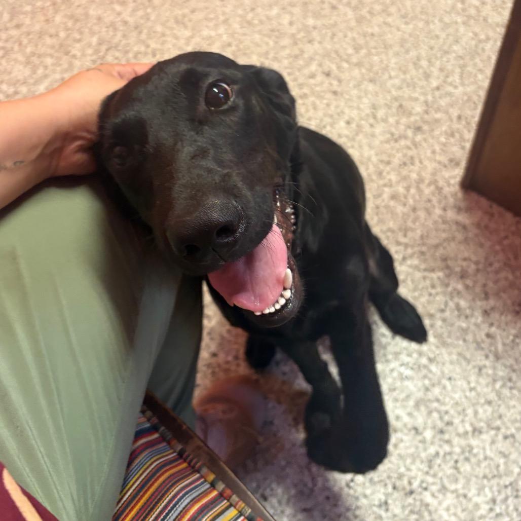Tessa- 100605U, Adoptable, Young Female Black Labrador Retriever & Mixed Breed.