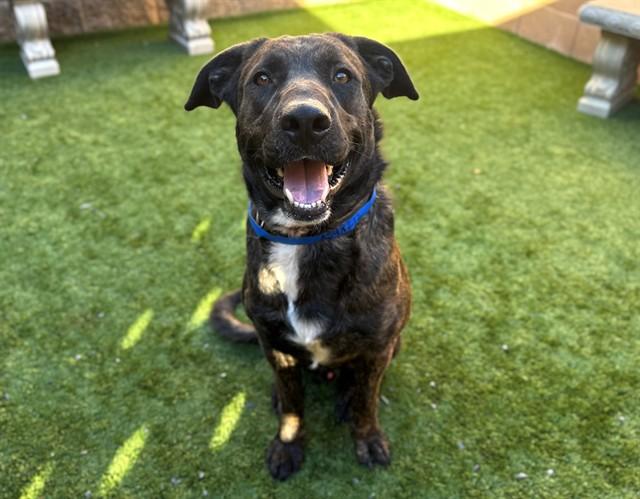 SHAWN, Adoptable, Young Male Dutch Shepherd & Mixed Breed.