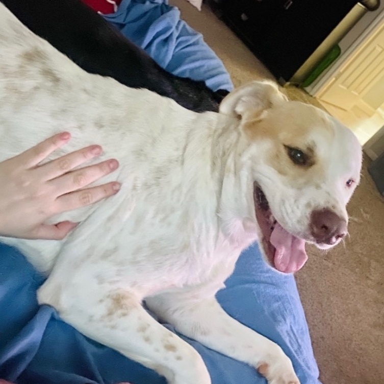 Murdock MV-JC1001-T, Adoptable, Adult Male Labrador Retriever & Yellow Labrador Retriever.