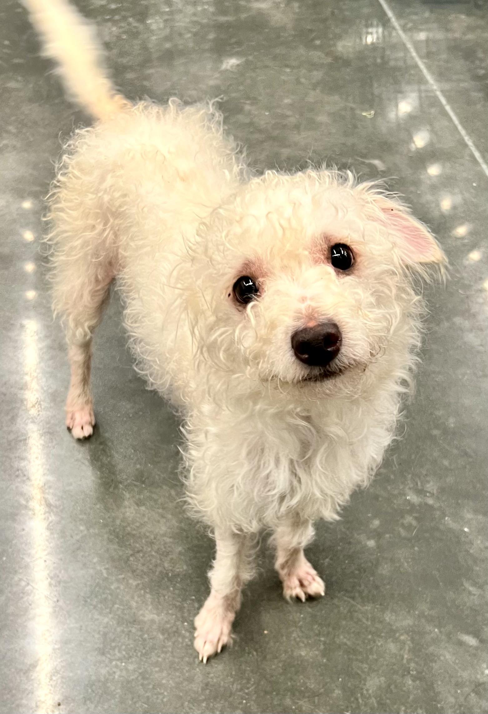 Enlarge Bryan (female), a Adoptable mixed breed in Ladson, SC image 2/6