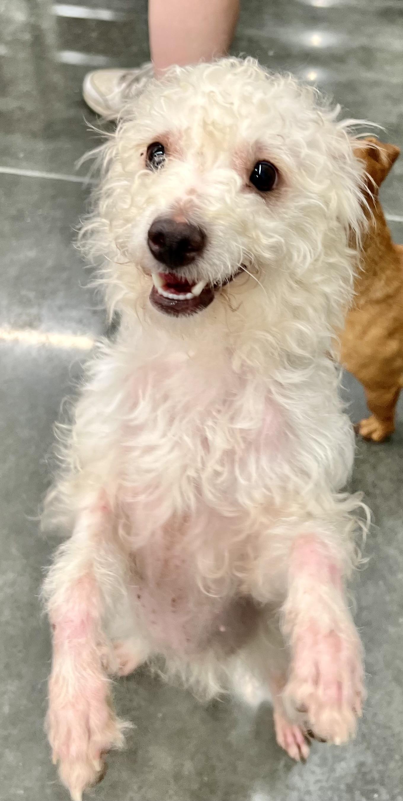 Enlarge Bryan (female), a Adoptable mixed breed in Ladson, SC image 4/6