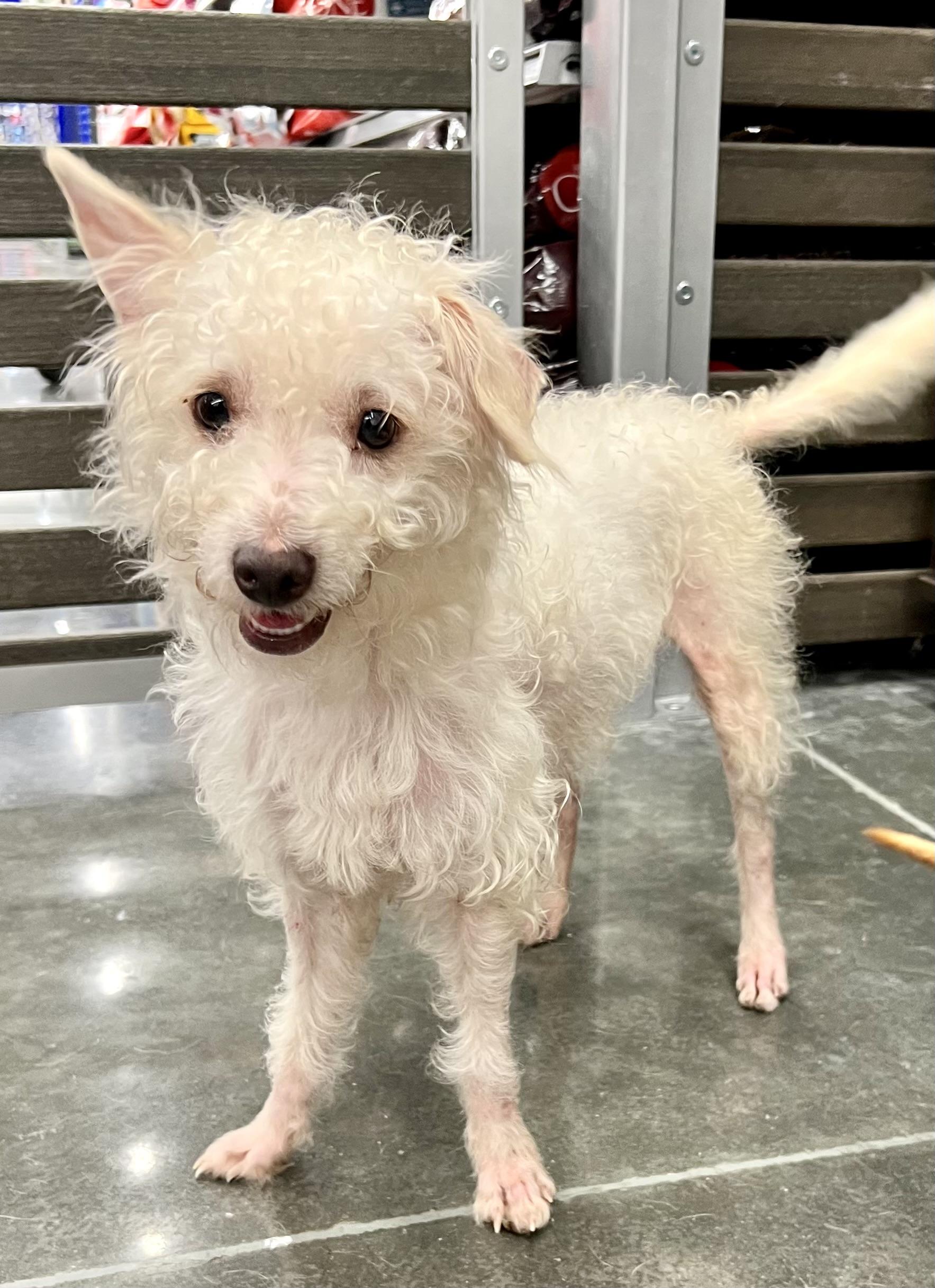 Enlarge Bryan (female), a Adoptable mixed breed in Ladson, SC image 3/6