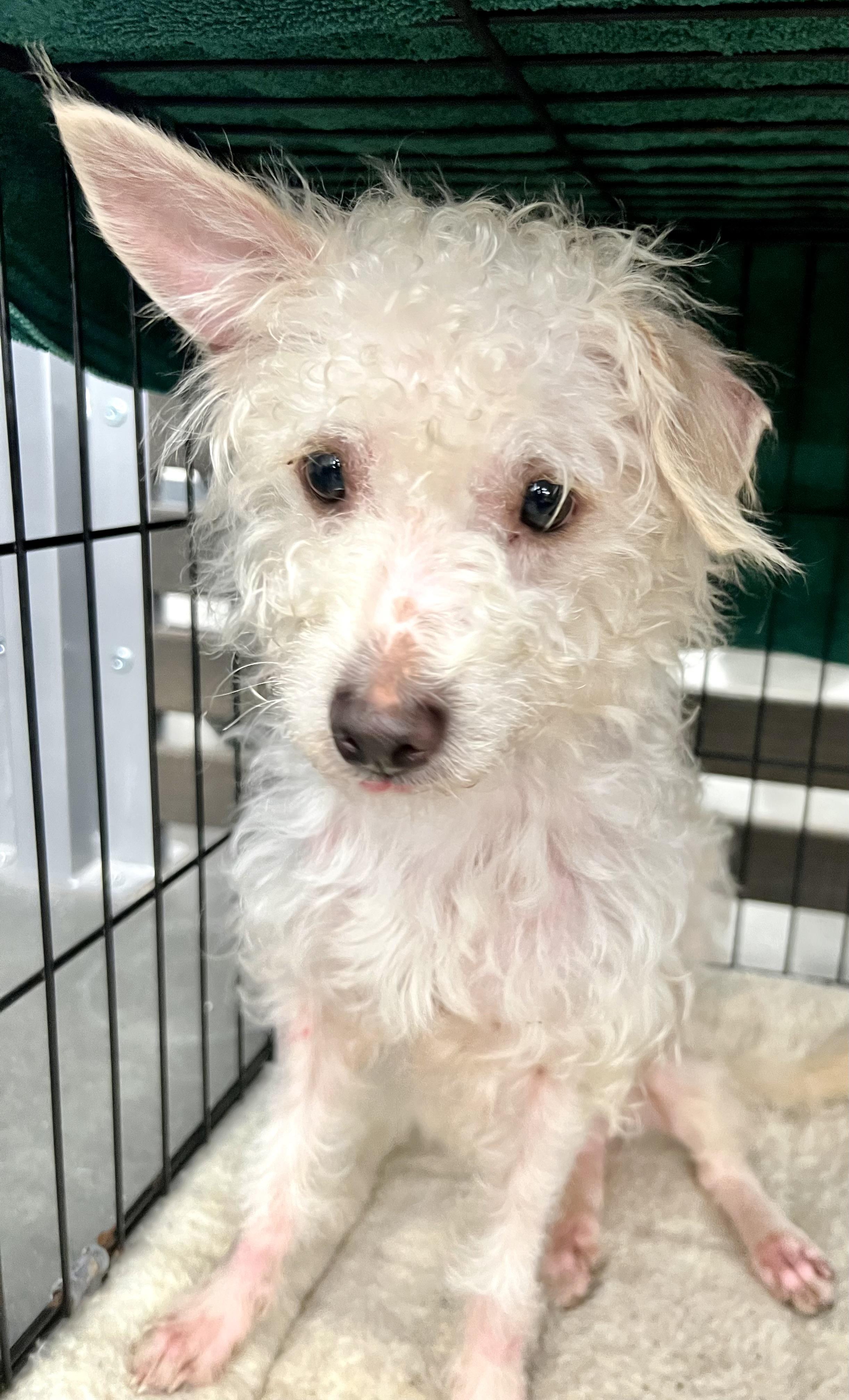 Enlarge Bryan (female), a Adoptable mixed breed in Ladson, SC image 5/6