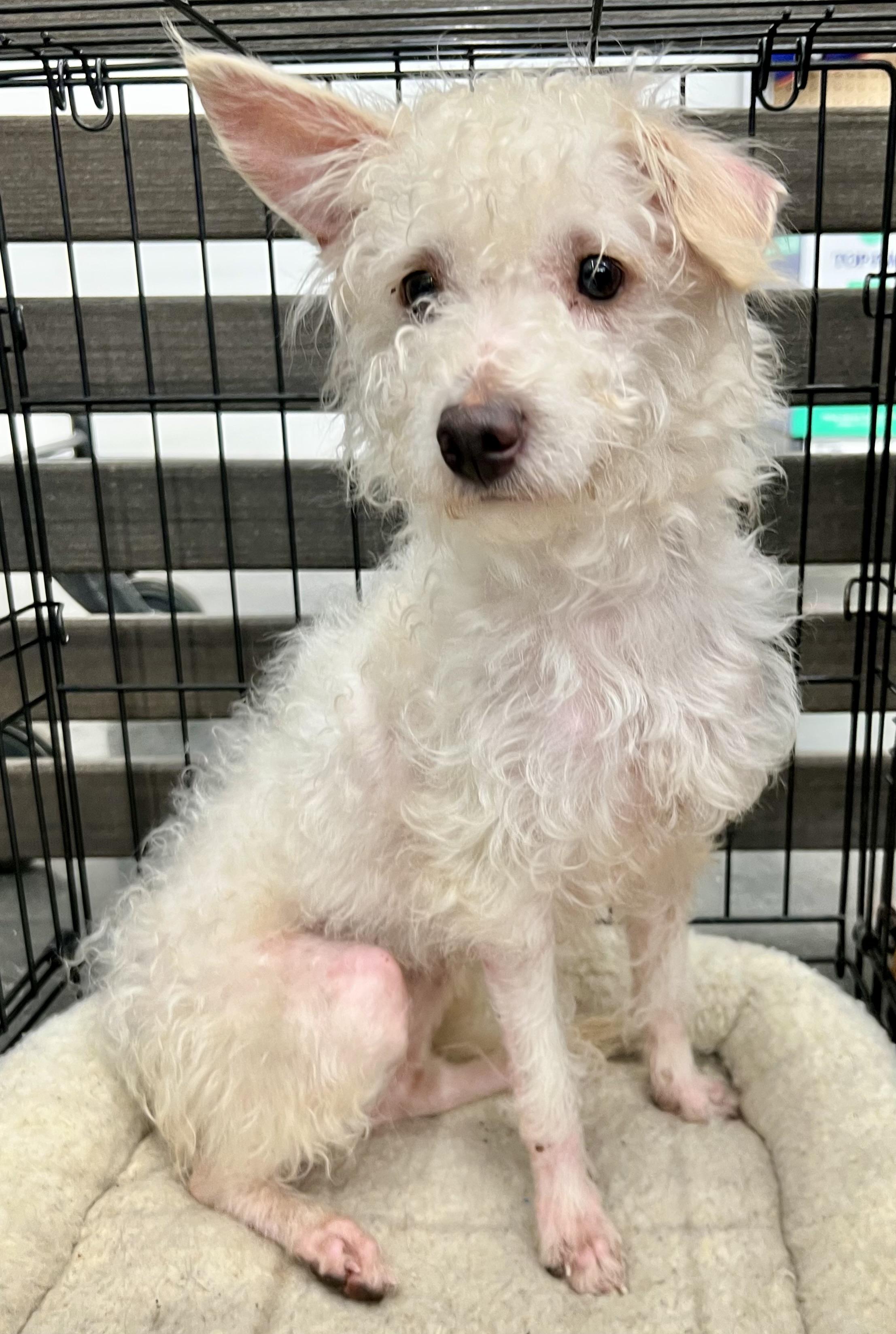 Enlarge Bryan (female), a Adoptable mixed breed in Ladson, SC image 6/6