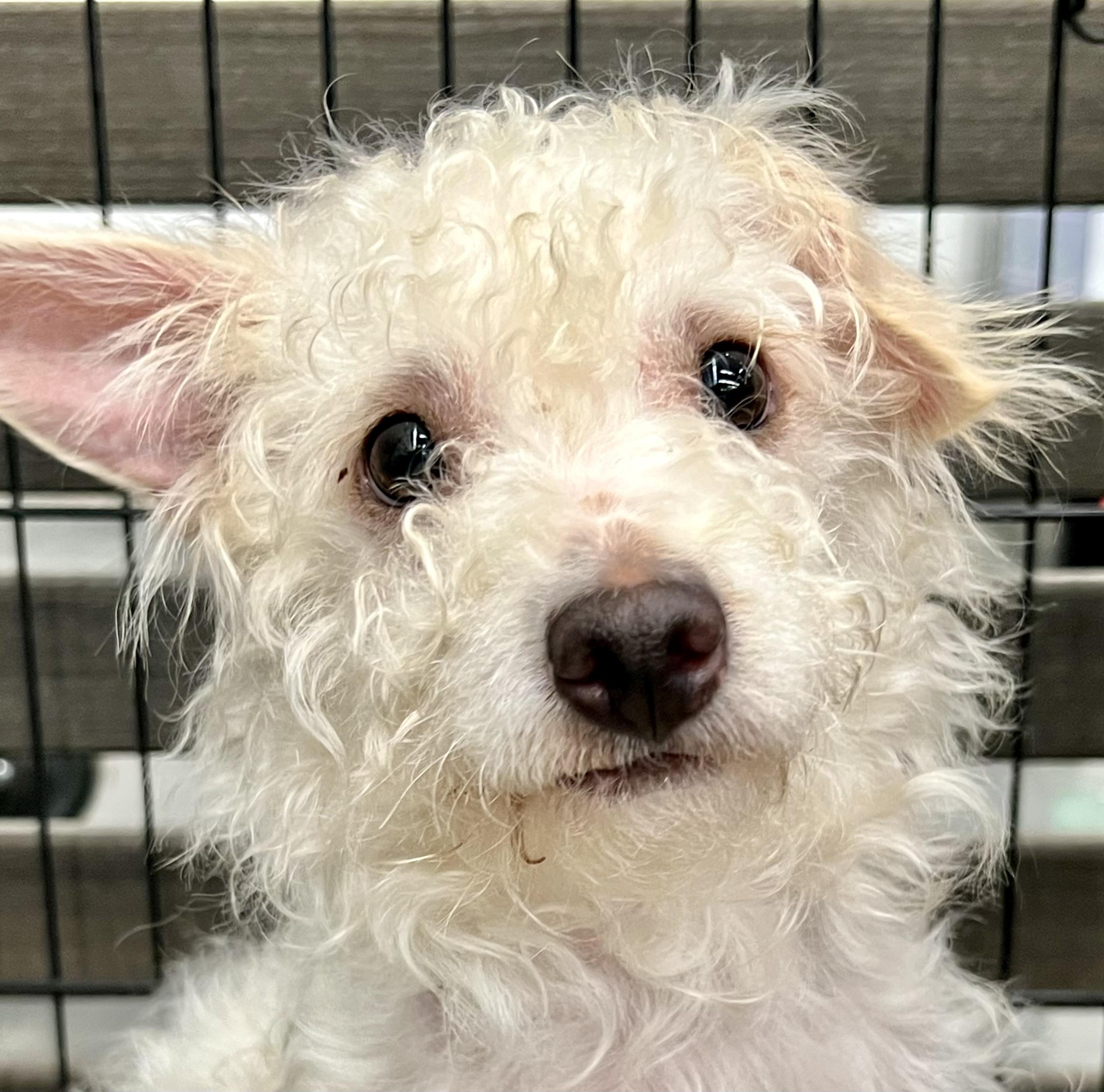 Enlarge Bryan (female), a Adoptable mixed breed in Ladson, SC image 1/6