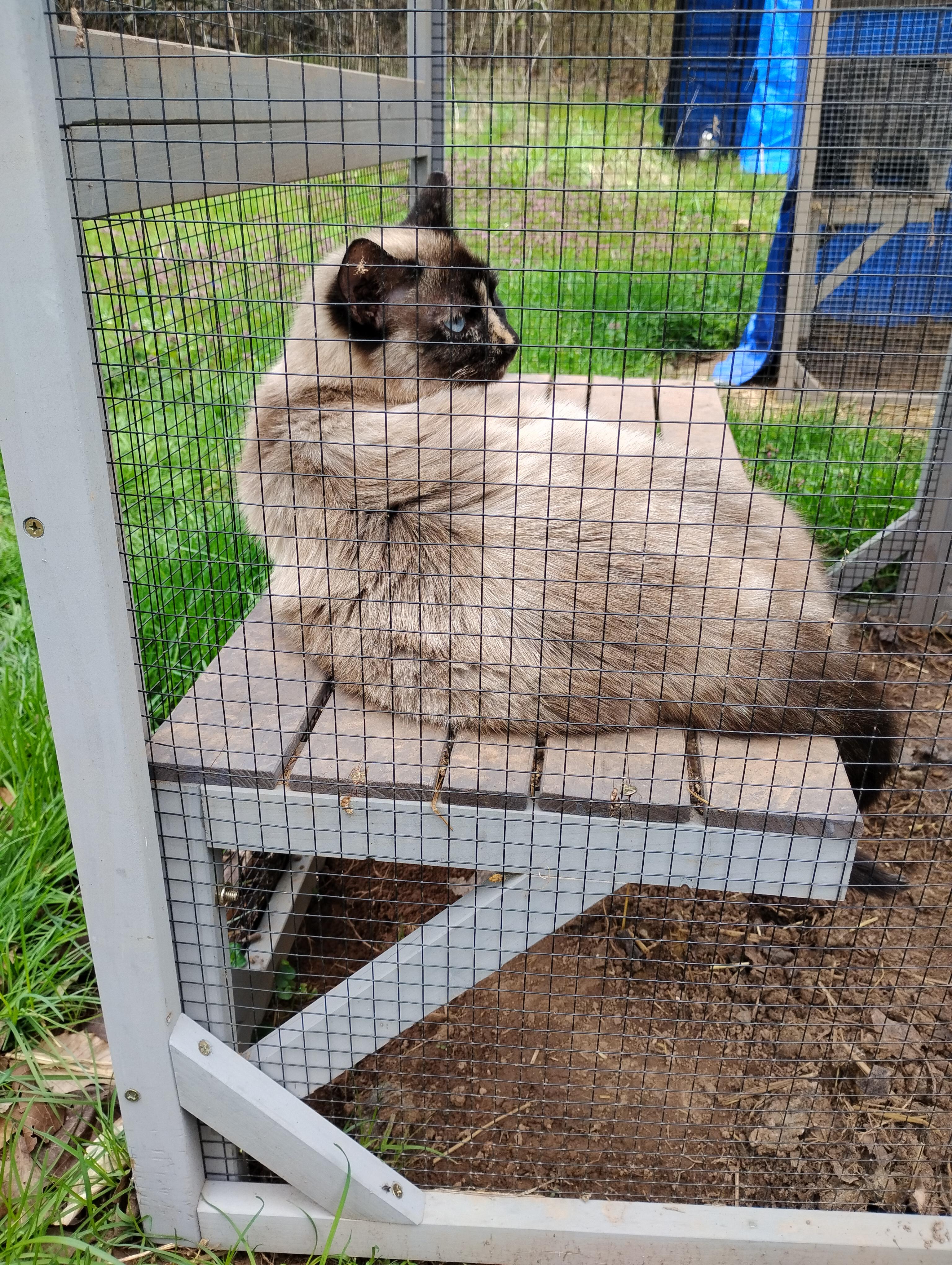 Cage 11 Cat 1, ADOPTABLE, Adult Female Siamese.