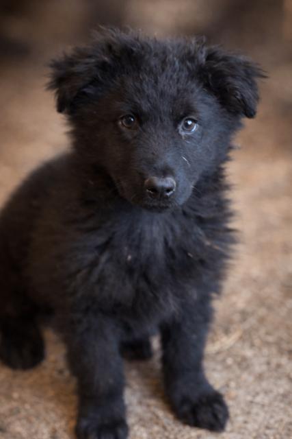 Journey, Adoptable, Young Female German Shepherd Dog.