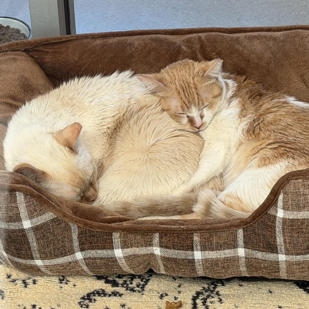 Enlarge Sally, a Adoptable Domestic Short Hair in Lakewood, CO image 1/2