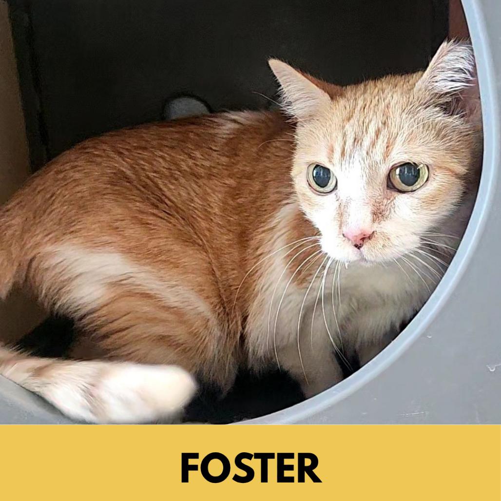 Enlarge Sally, a Adoptable Domestic Short Hair in Lakewood, CO image 2/2