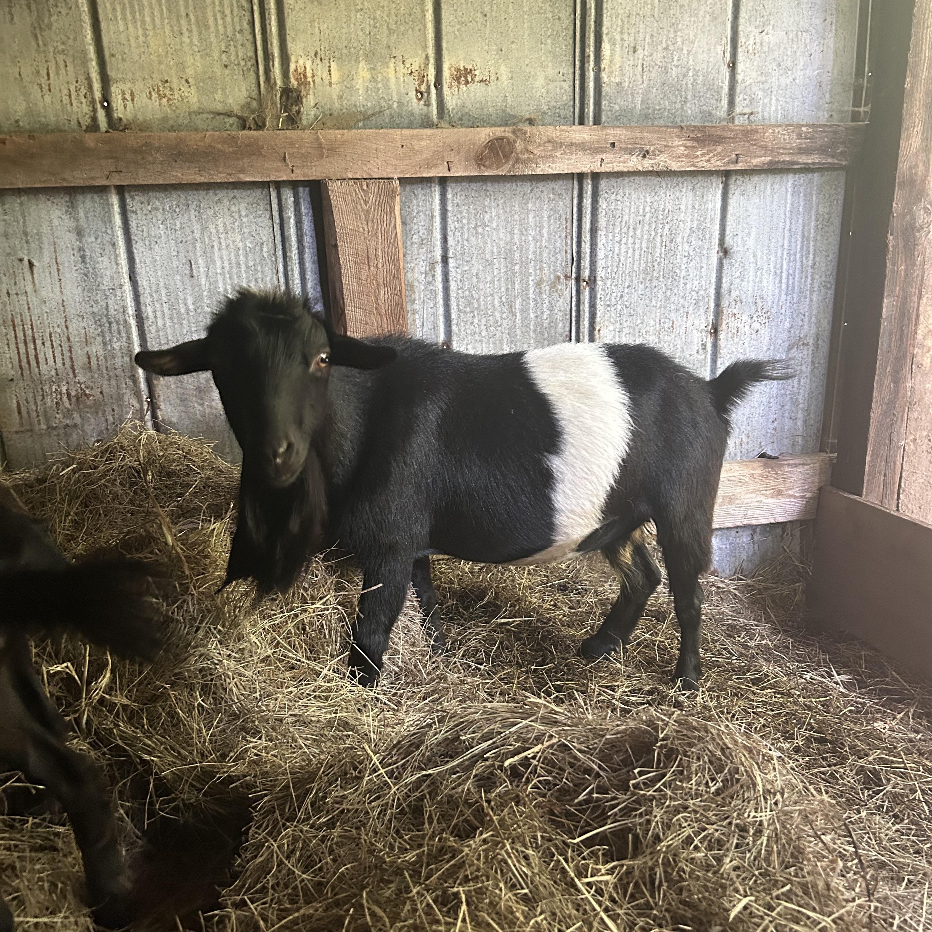 Oreo, Adult Female unknown