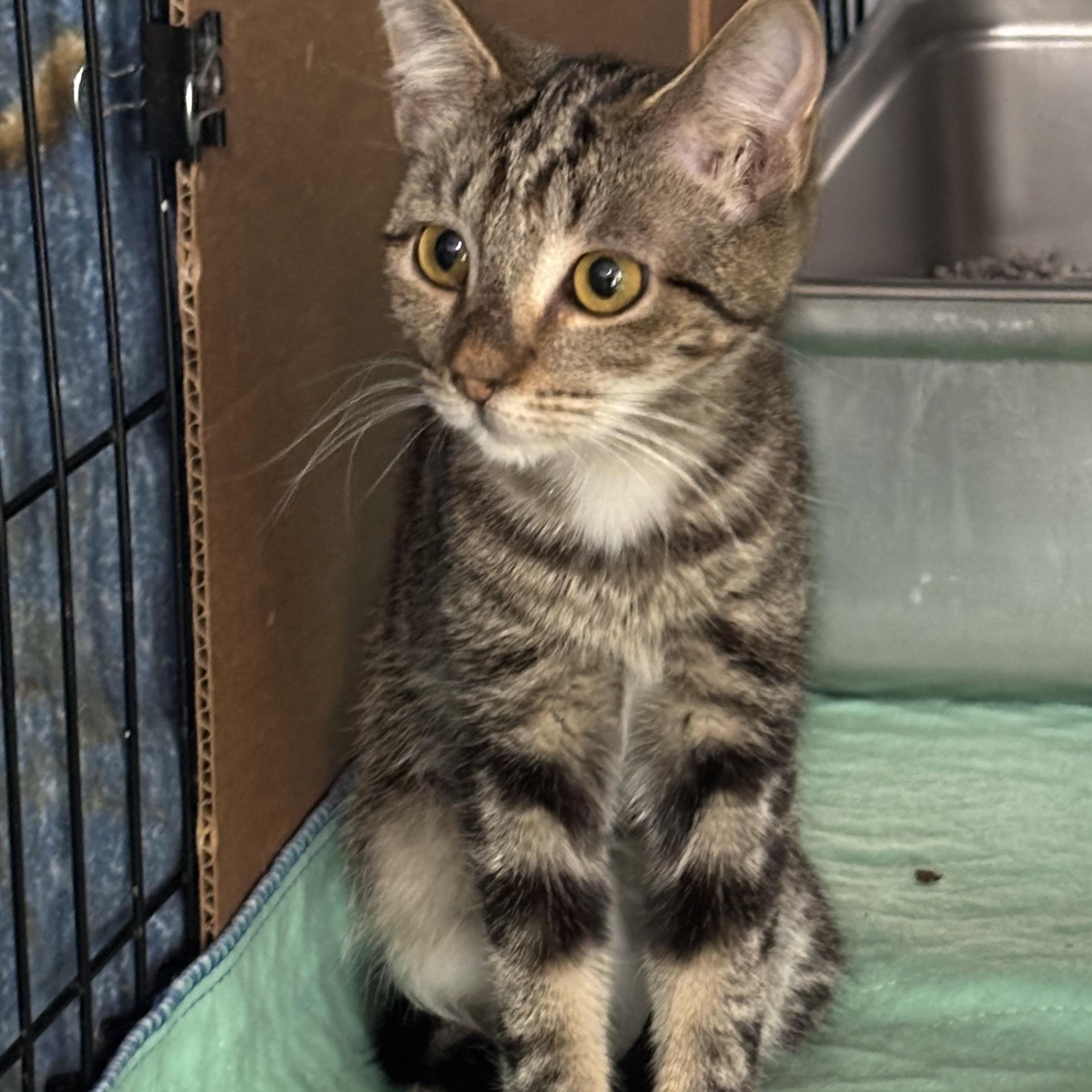 SASHA, adopted, Kitten Female Domestic Short Hair.