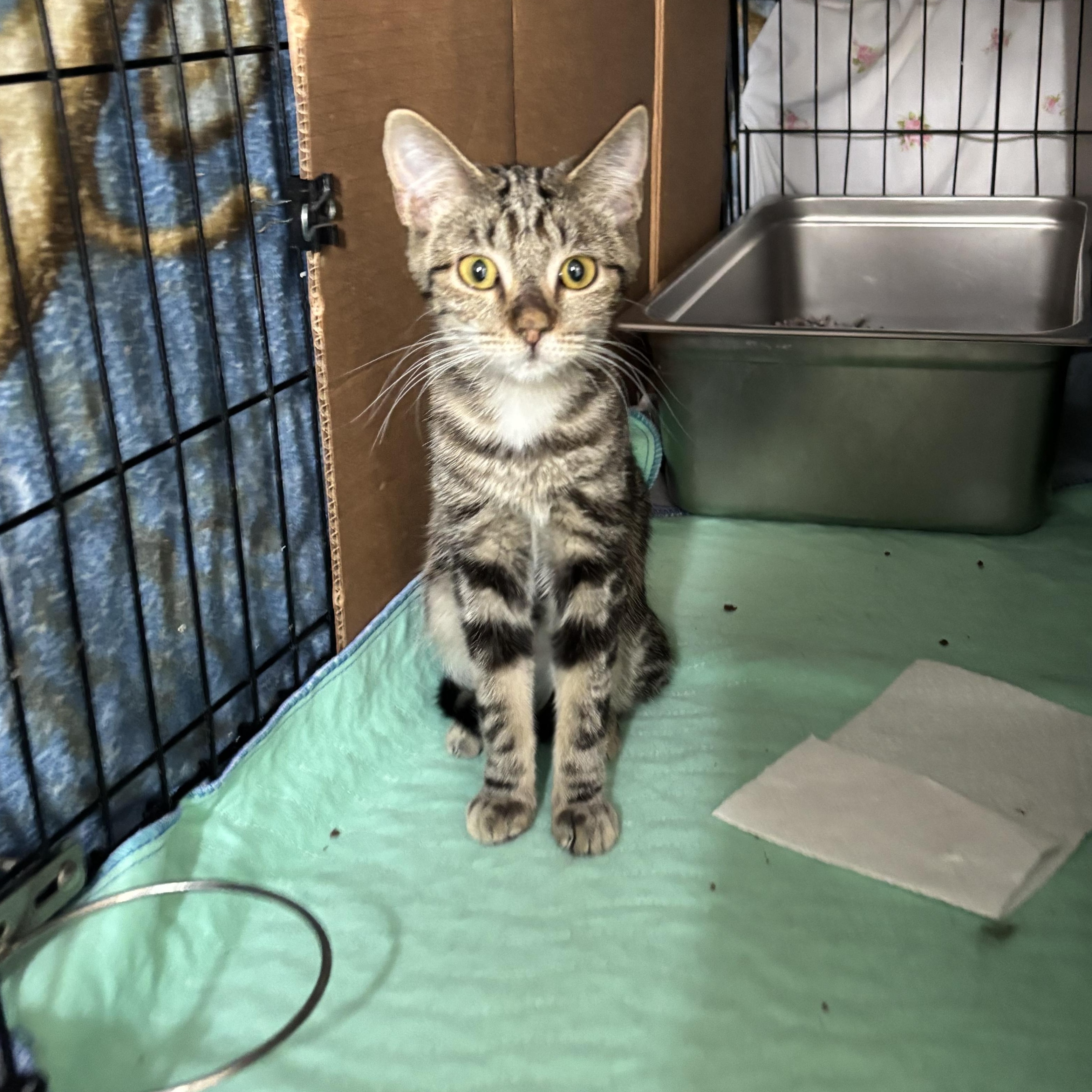 Enlarge SASHA, an adopted Domestic Short Hair in Pittsburgh, PA image 2/3