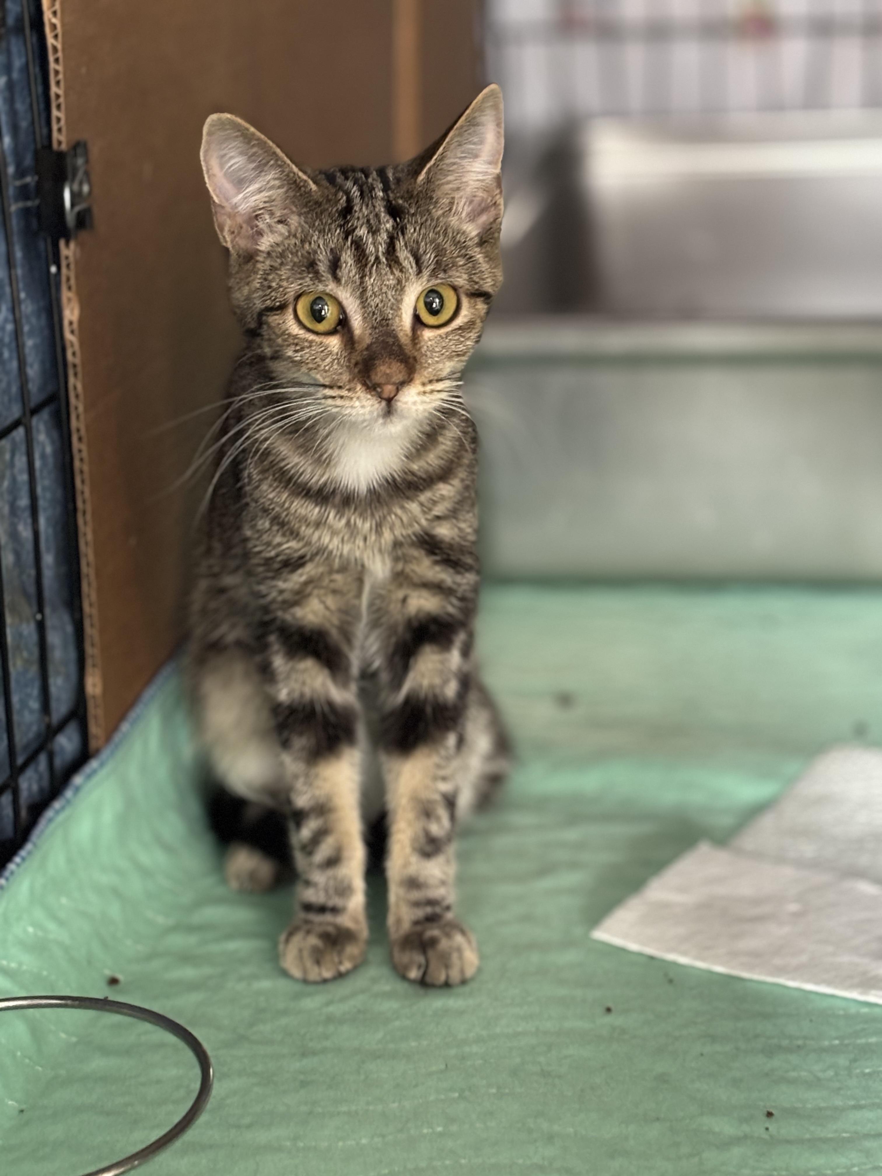 Enlarge SASHA, an adopted Domestic Short Hair in Pittsburgh, PA image 3/3