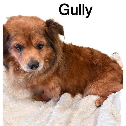 Gully (and Hilleigh)