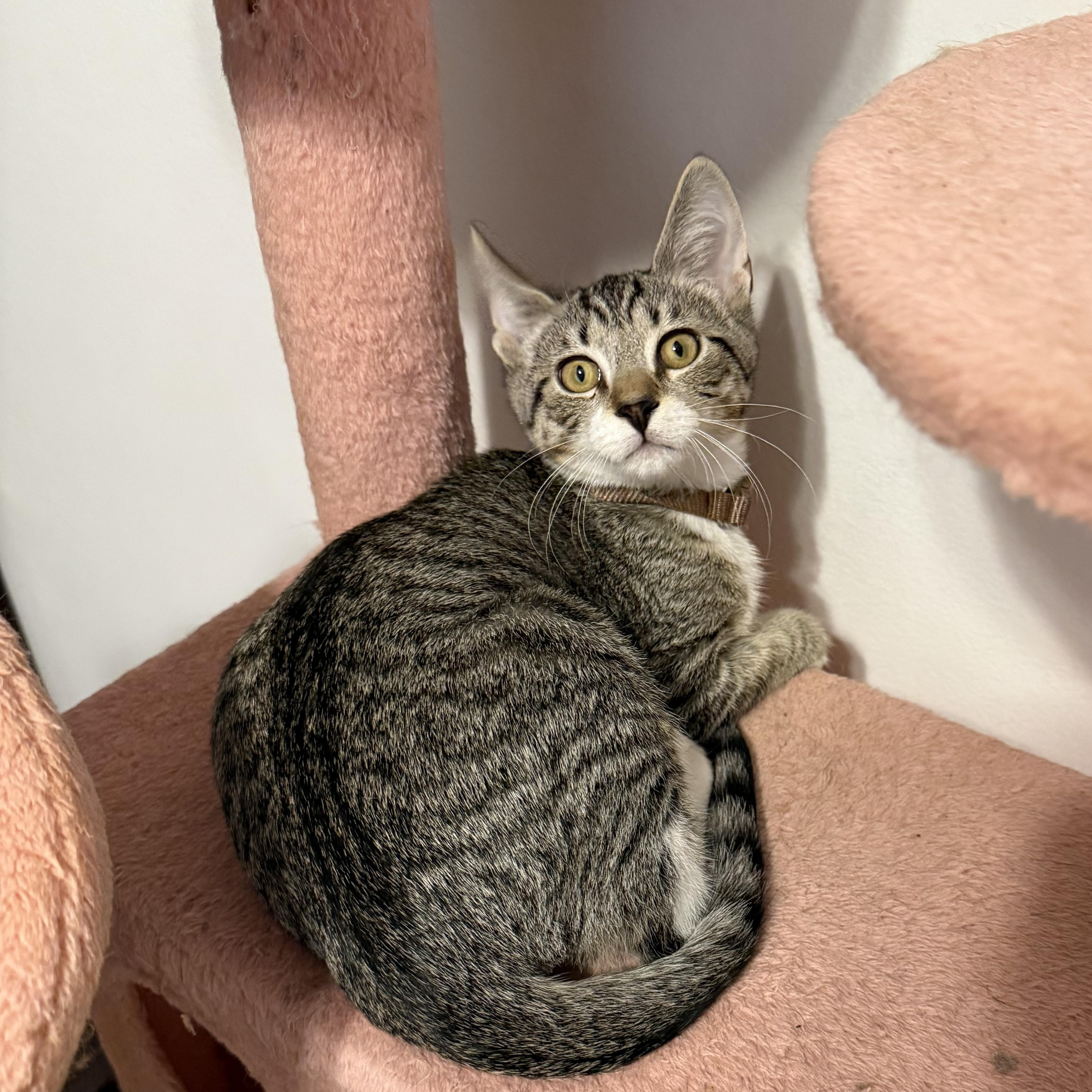 Cricket (bonded with Ladybug), ADOPTABLE, Kitten Male Domestic Short Hair.