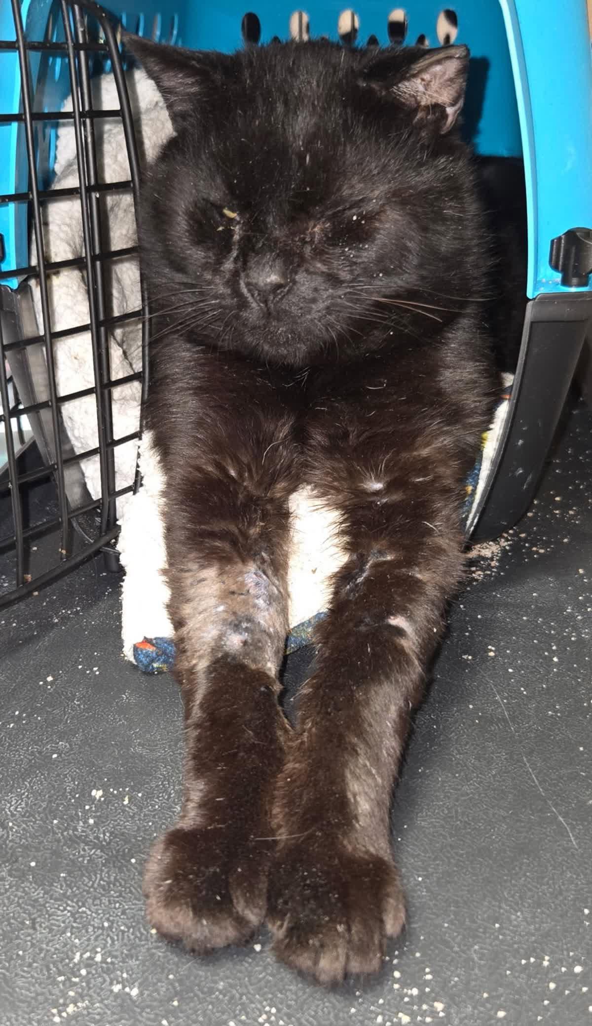 Enlarge Onyx, a Adoptable Domestic Short Hair in Alpharetta, GA image 2/3