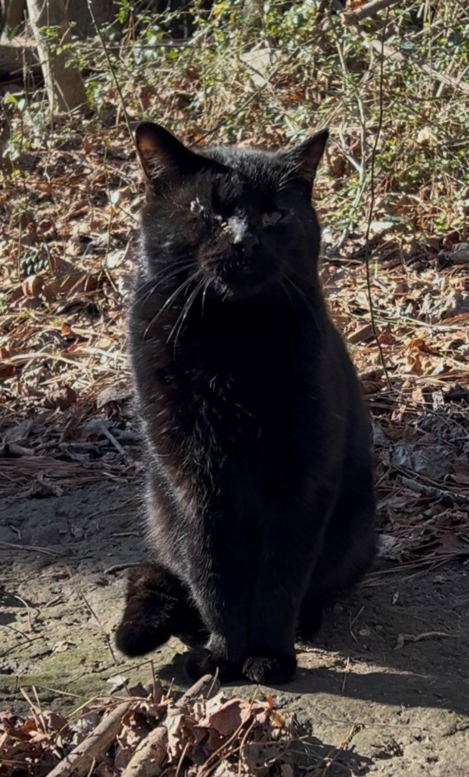 Enlarge Onyx, a Adoptable Domestic Short Hair in Alpharetta, GA image 3/3