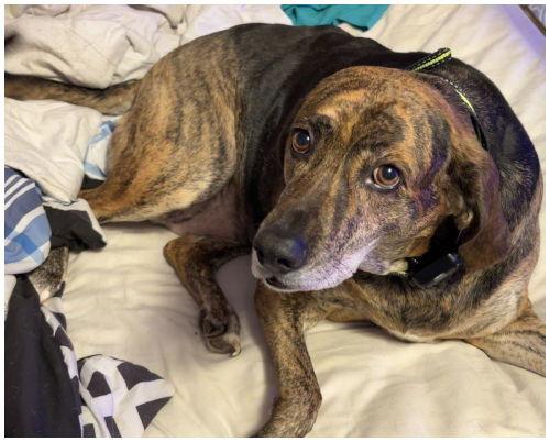 Shiloh, a Adoptable mixed breed image 1/2