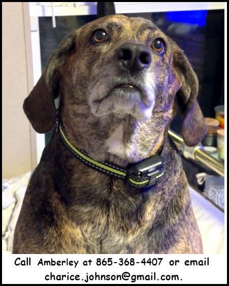 Shiloh, a Adoptable mixed breed image 2/2