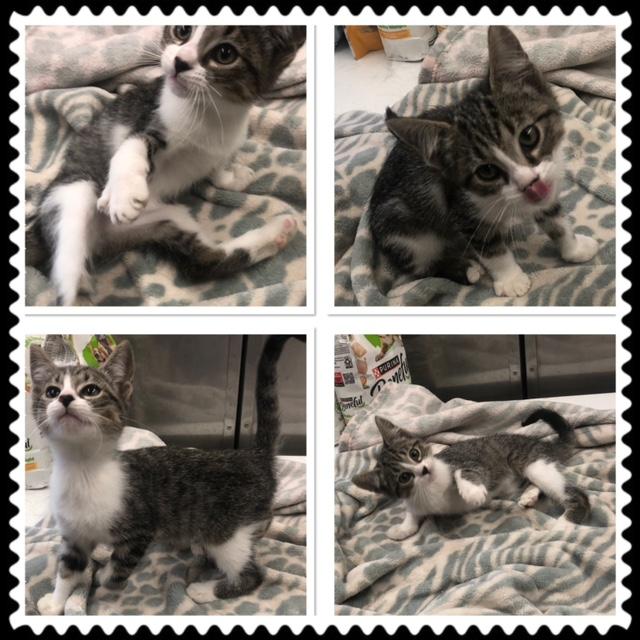 COLIN, ADOPTABLE, Kitten Male Domestic Short Hair.