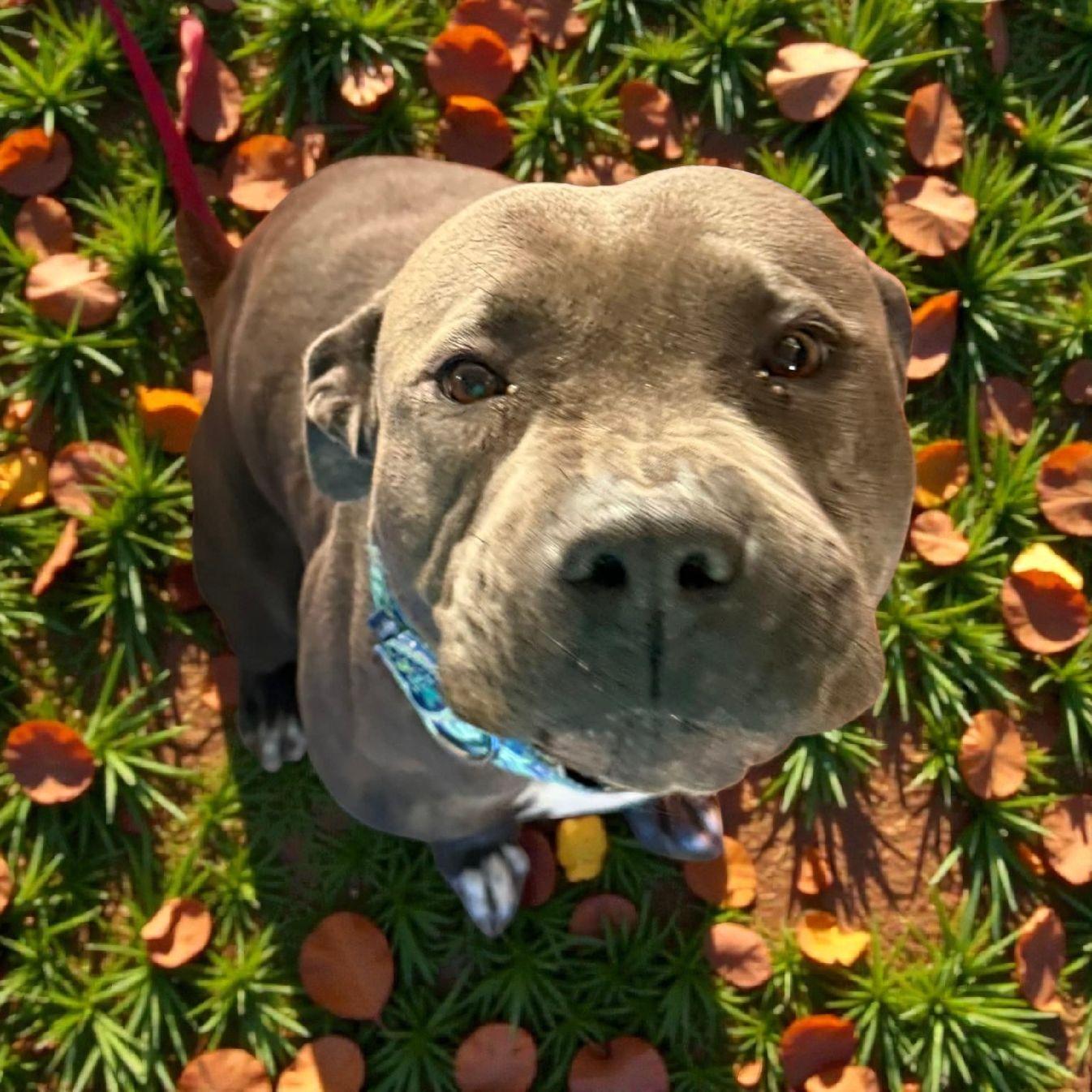 Blue Man, ADOPTABLE, Adult Male American Staffordshire Terrier.