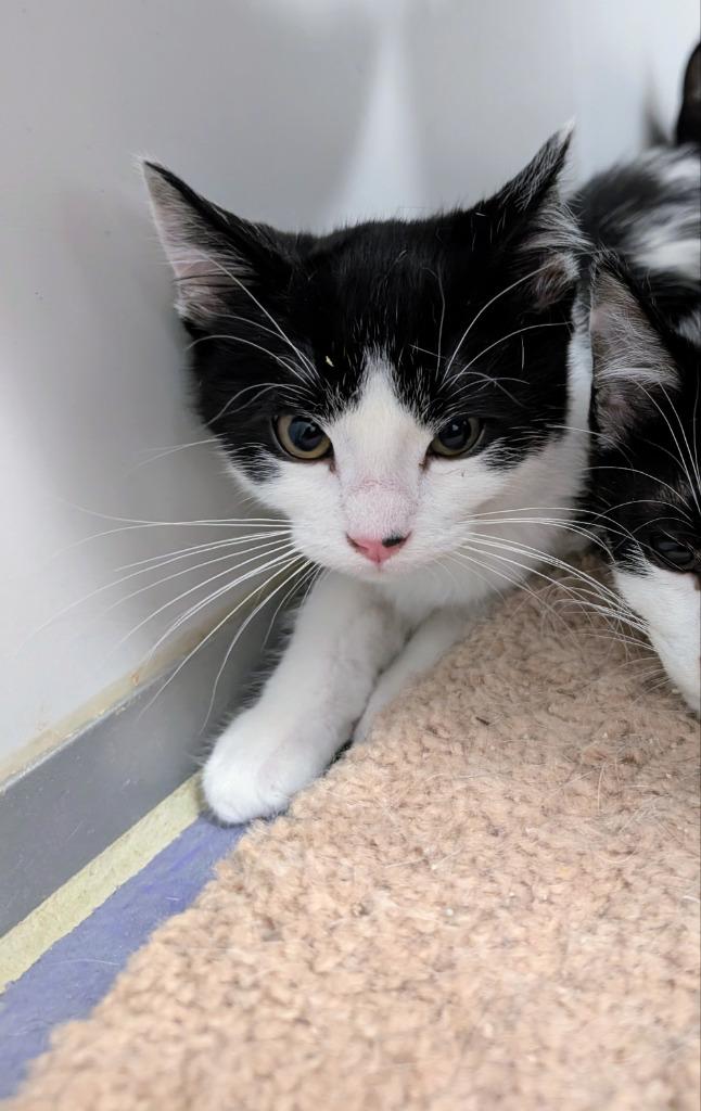 Enlarge Drama, a Adoptable mixed breed in Rockford, IL image 2/3