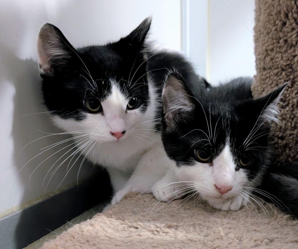 Enlarge Drama, a Adoptable mixed breed in Rockford, IL image 3/3