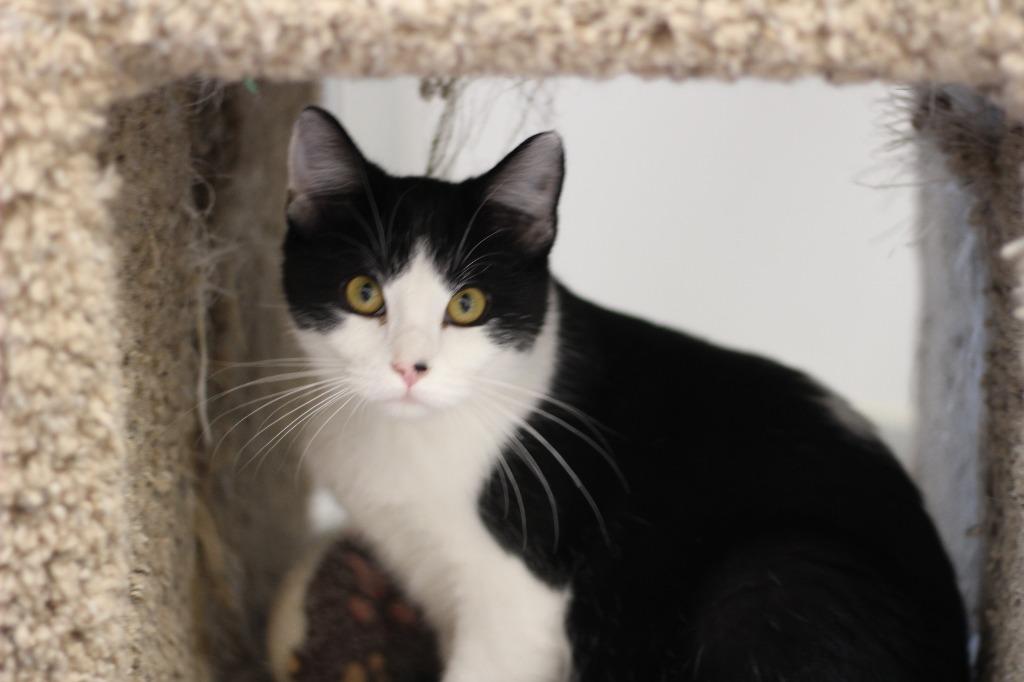 Enlarge Drama, a Adoptable mixed breed in Rockford, IL image 1/1