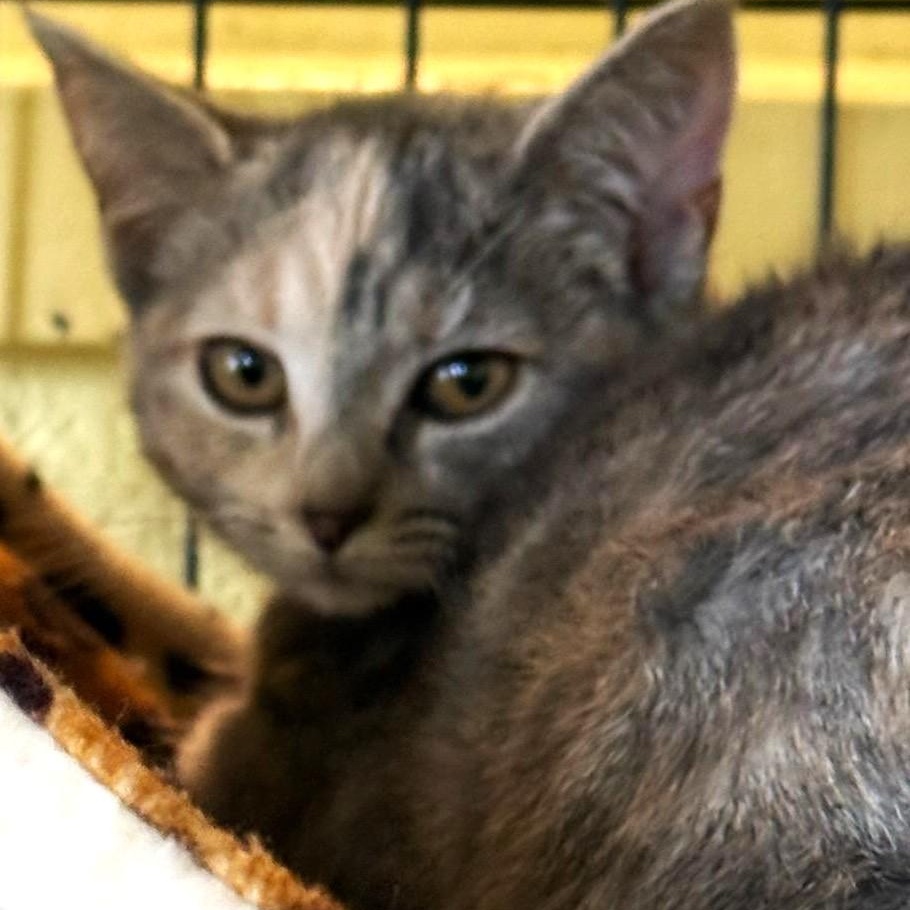 Cora, ADOPTABLE, Kitten Female Domestic Short Hair.