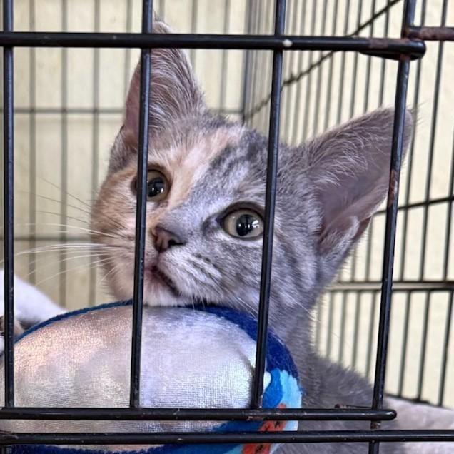 Enlarge Cora, a ADOPTABLE Domestic Short Hair in West Orange, NJ image 3/6