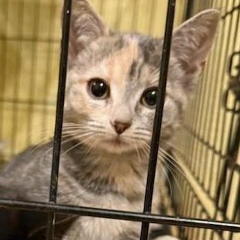 Enlarge Cora, a ADOPTABLE Domestic Short Hair in West Orange, NJ image 4/6