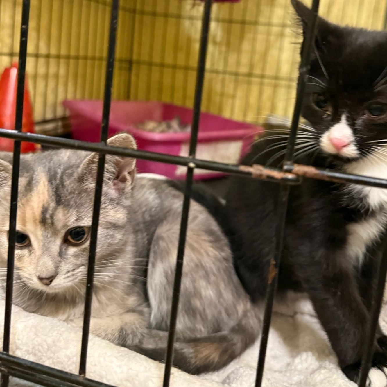 Cora, ADOPTABLE, Kitten Female Domestic Short Hair.