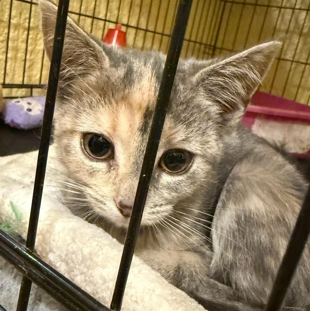 Enlarge Cora, a ADOPTABLE Domestic Short Hair in West Orange, NJ image 6/6