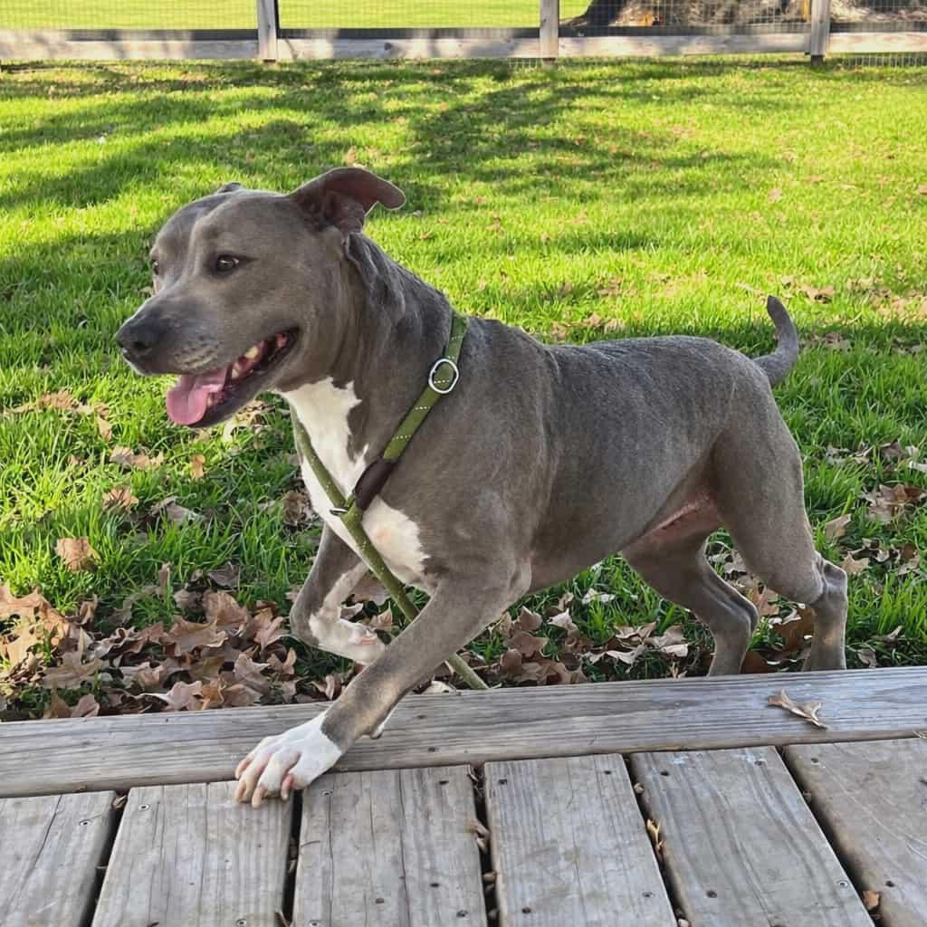 Enlarge PRINCESSA, a Adoptable American Staffordshire Terrier in Pleasant Valley, MO image 2/6