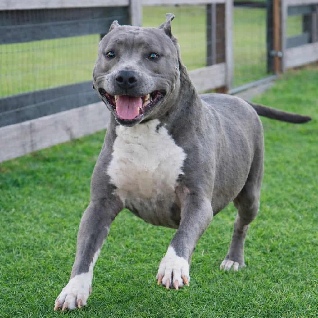 PRINCESSA, Adoptable, Adult Female American Staffordshire Terrier.