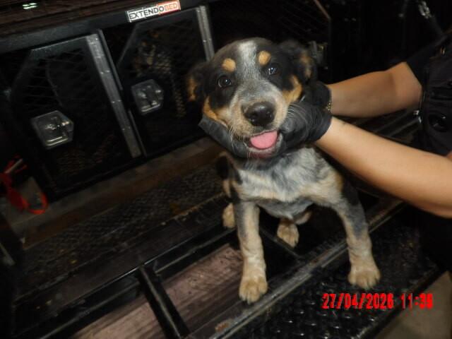 Bella, Adoptable, Young Female Mixed Breed.