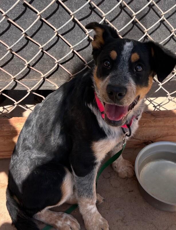 Enlarge Bella, a Adoptable Mixed Breed in Hobbs, NM image 3/5